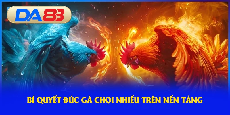 Bí quyết đúc gà chọi nhiều trên nền tảng 
