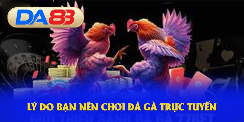 Lý do bạn nên chơi đá gà trực tuyến