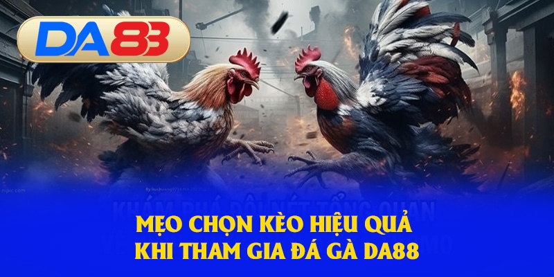 Mẹo chọn kèo hiệu quả khi tham gia đá gà DA88